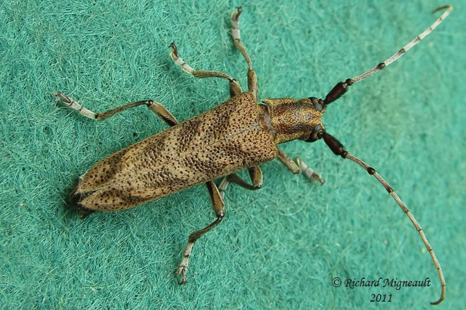 Longhorned Beetle - Saperda obliqua m11