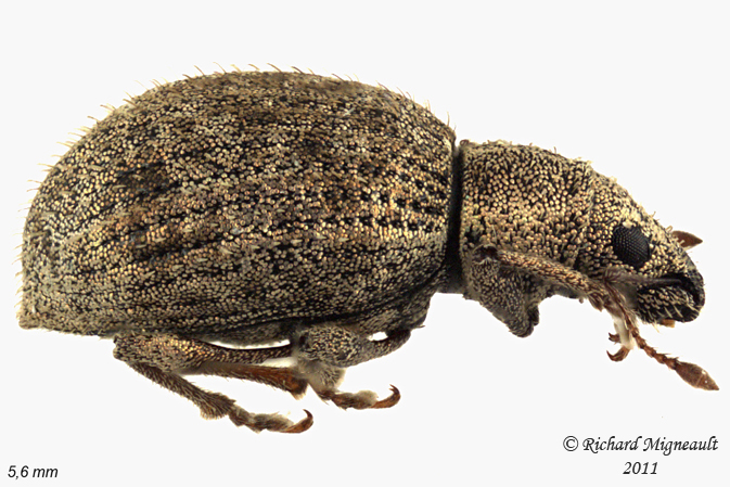 Weevil Beetle - Sciaphilus asperatus 1 m11