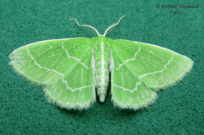 7058 - Wavy-lined Emerald Moth - Synchlora aerata m11