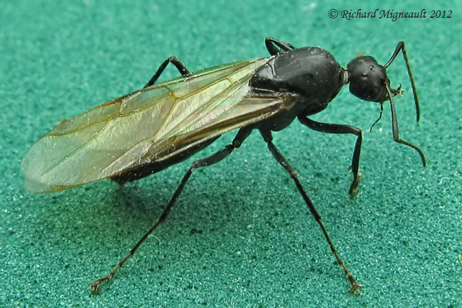 Carpenter Ant, Winged Queen Camponotus sp 1 m12