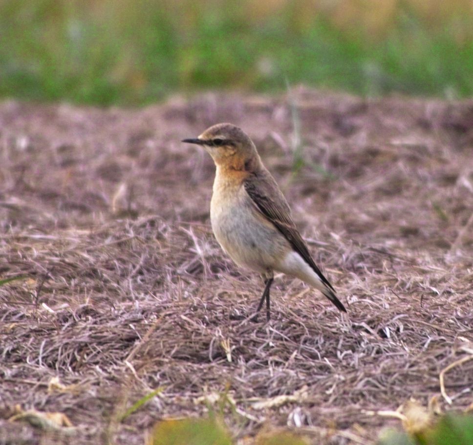 Northern Wheatear (Oenanthe oenanthe)