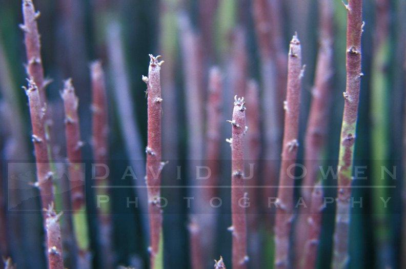 13989 Candelilla