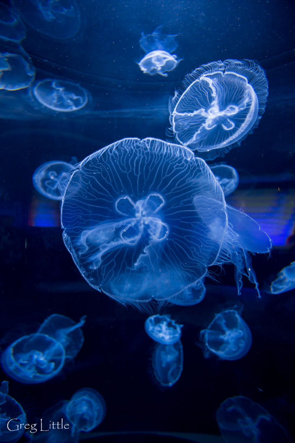 Monterey Bay Aquarium