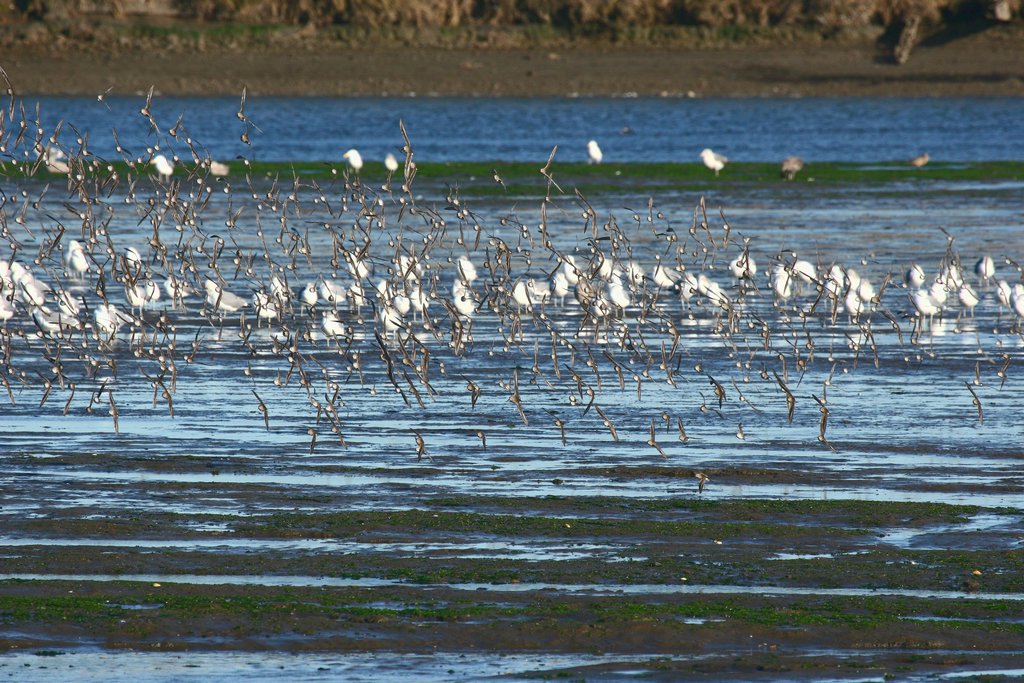 Elkhorn Slough 052hls.jpg