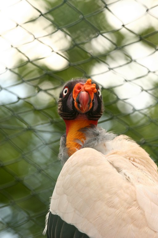 Frankfurt Zoo