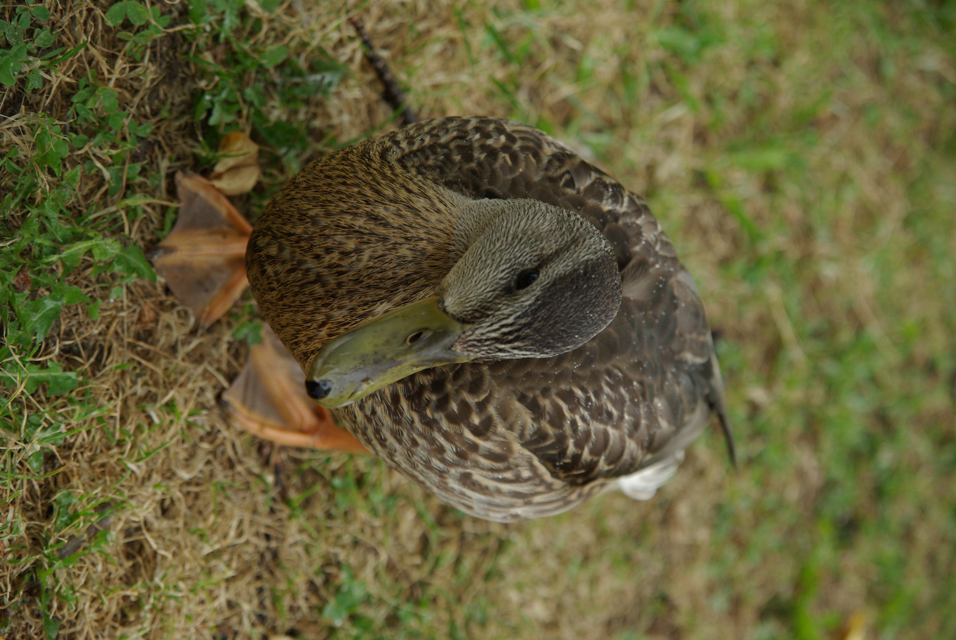 IMGP1116_GF.jpg