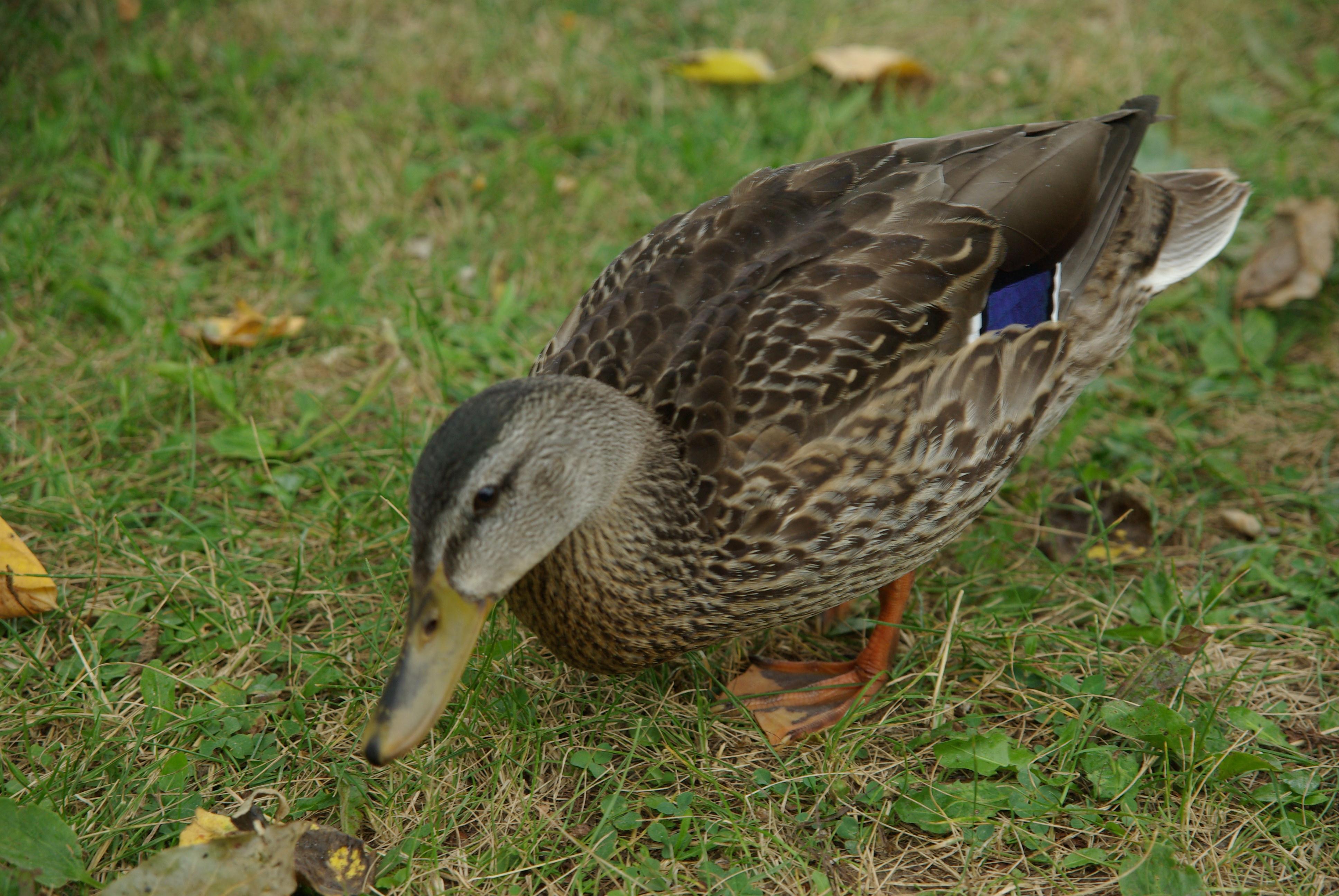 IMGP1117_GF.jpg