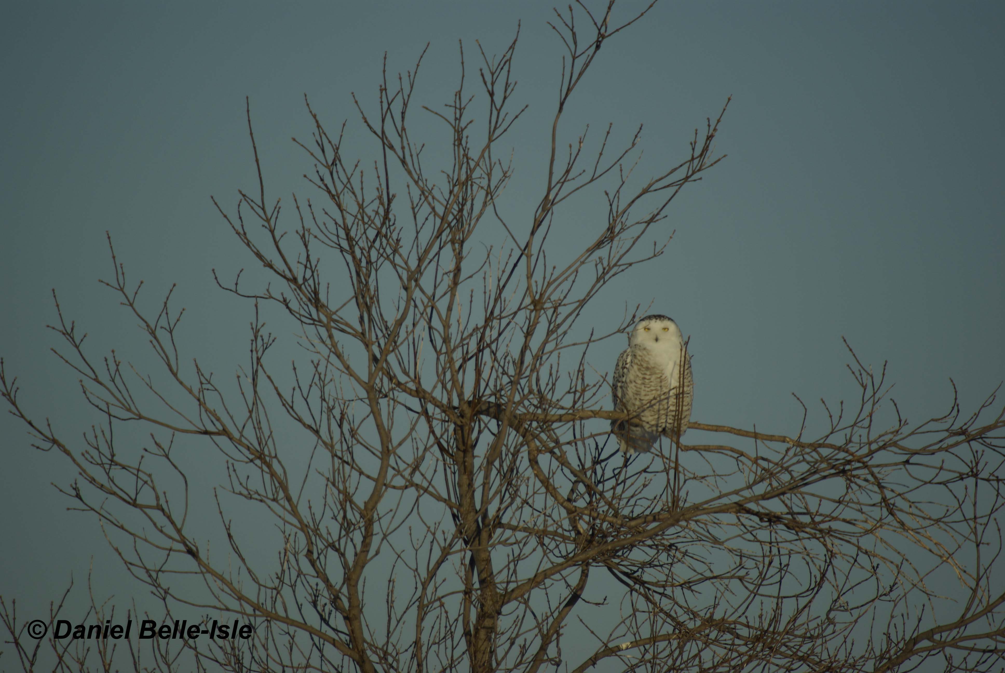 Harfang des neiges