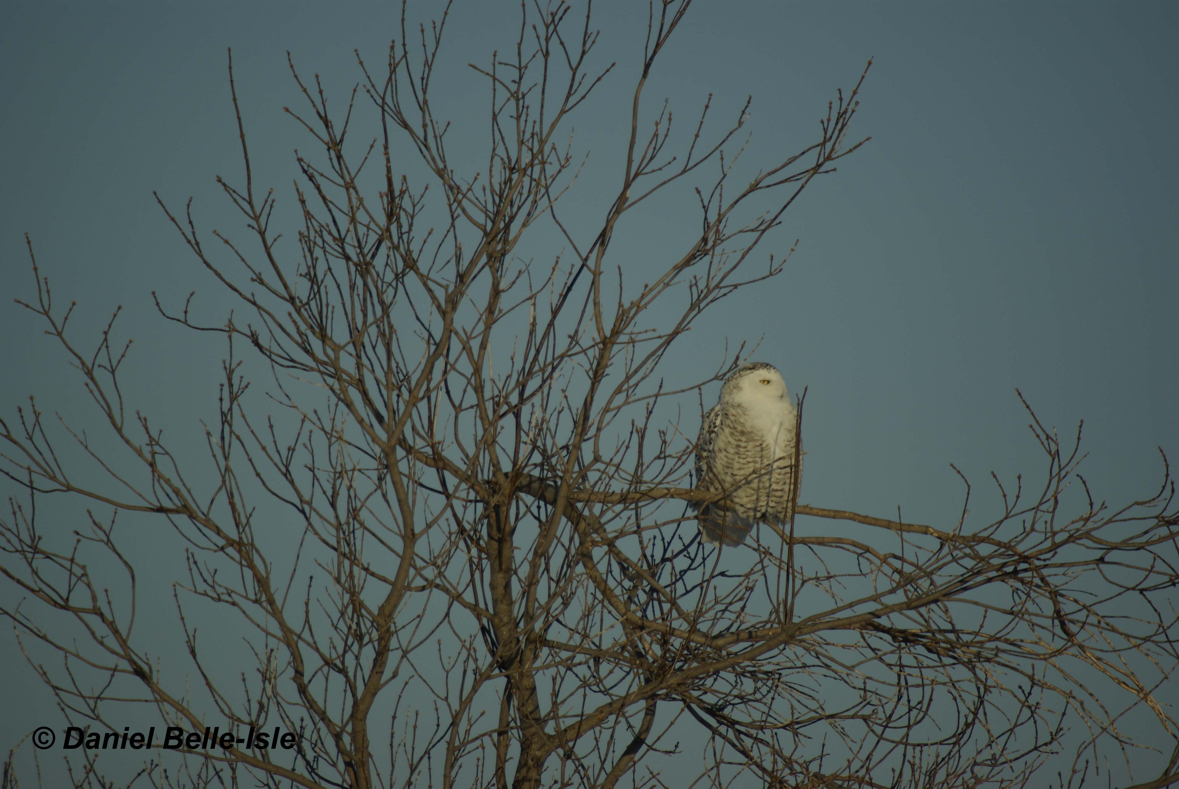 Harfang des neiges