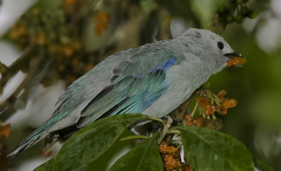 birds