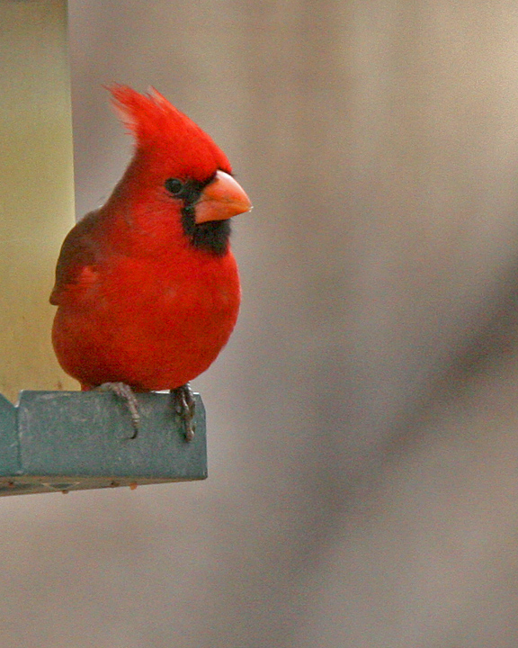 Northern Cardinal