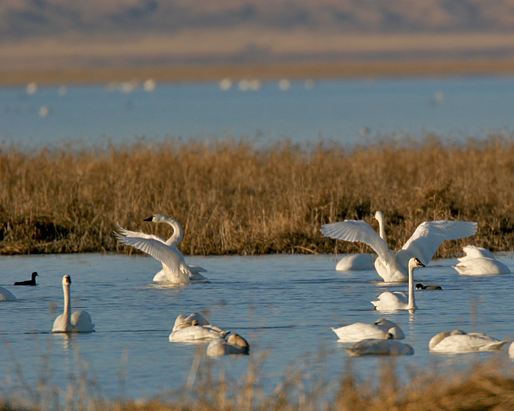 Tundra Swans