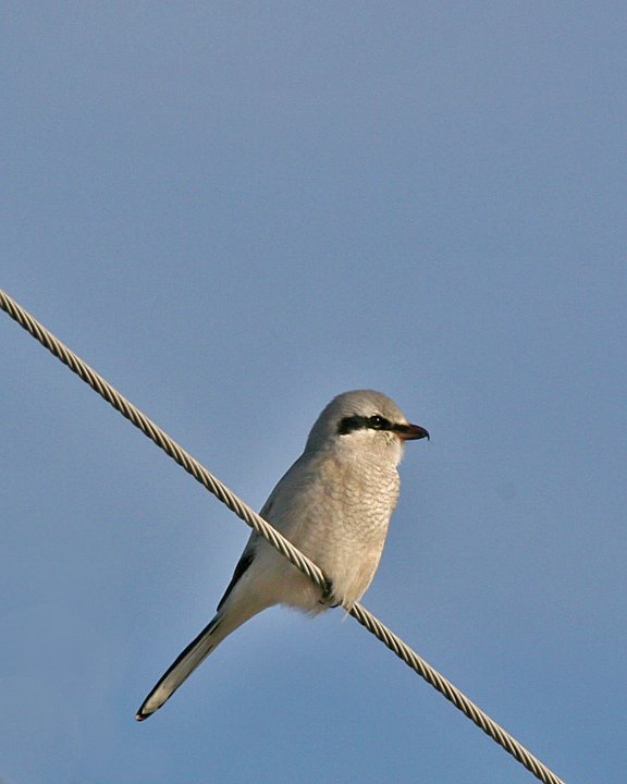 Northern Shrike