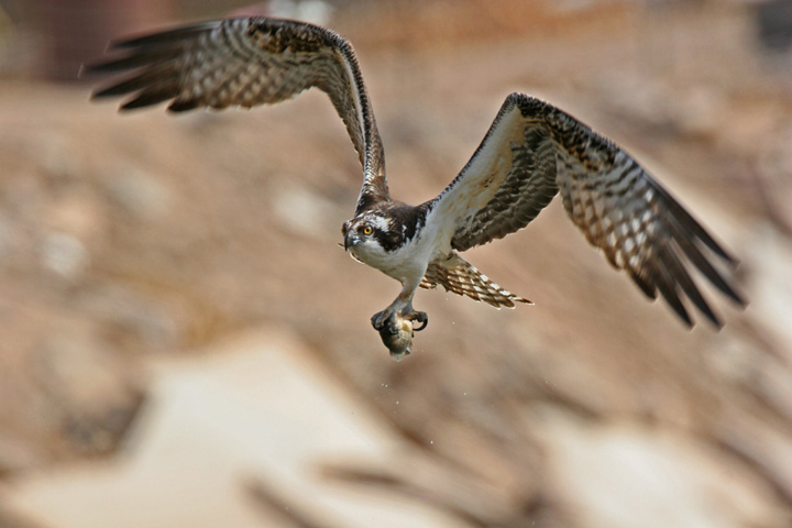 Osprey