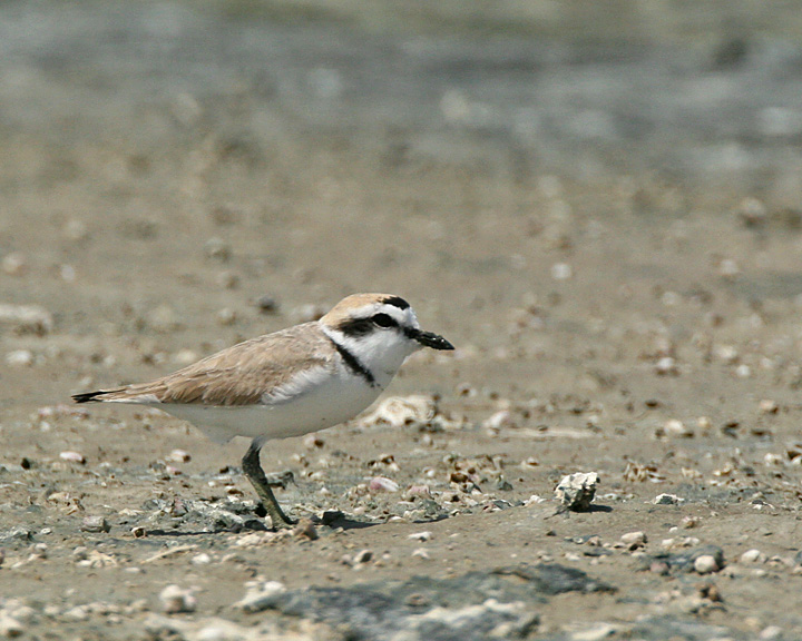 Kentish or Snowy Plover