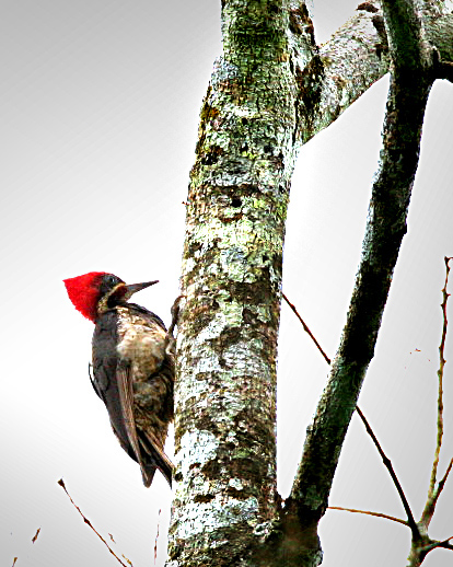 Guayquil Woodpecker