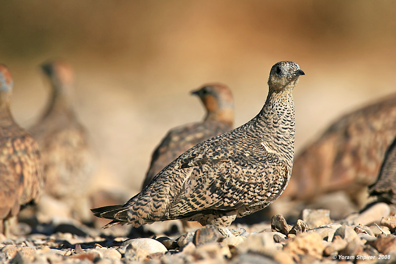 Crowned Sandgrouse 0904