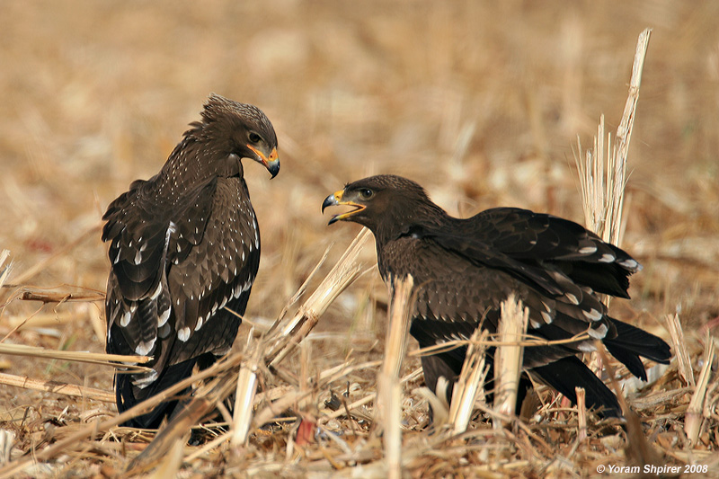 Lesser Spotted Eagle / Aquila pomarina 1593