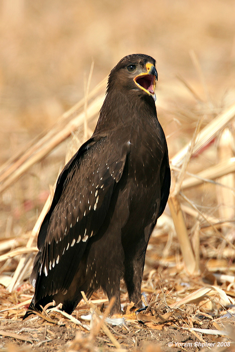 Lesser Spotted Eagle / Aquila pomarina 1628