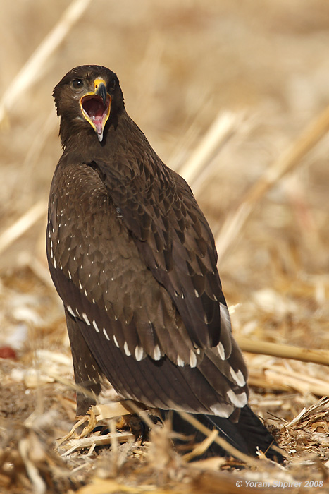 Lesser Spotted Eagle / Aquila pomarina 1658