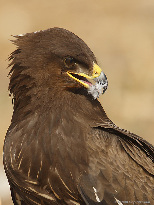 Lesser Spotted Eagle / Aquila pomarina 1818
