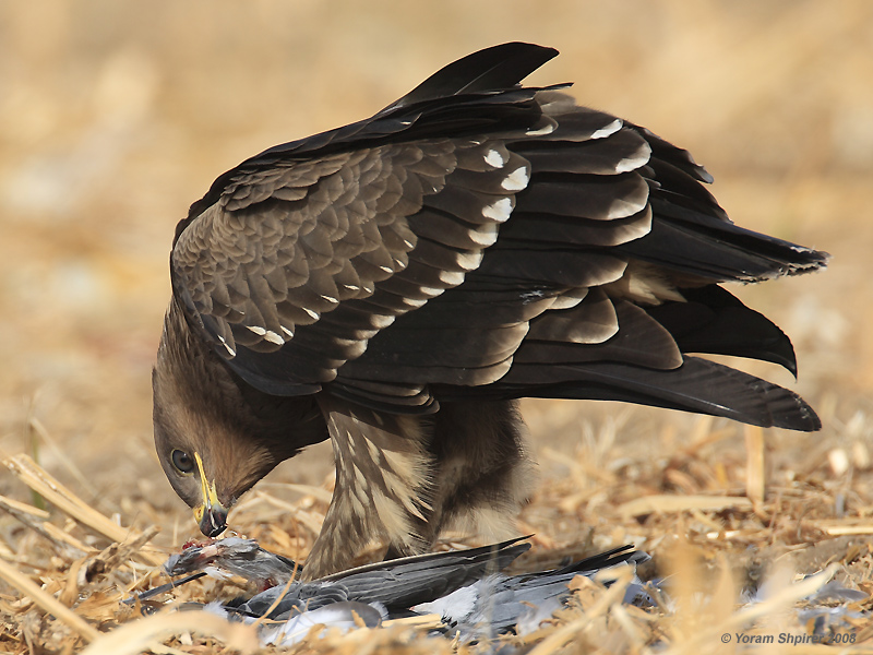 Lesser Spotted Eagle / Aquila pomarina 1677