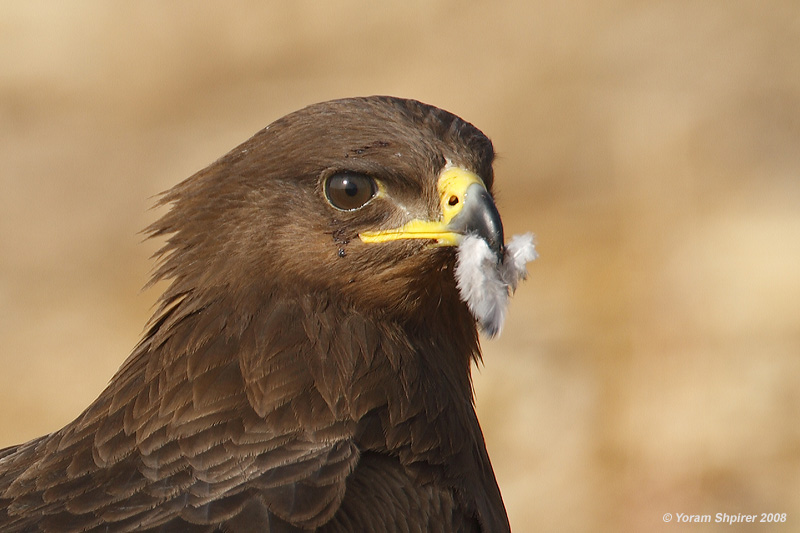 Lesser Spotted Eagle / Aquila pomarina 1734
