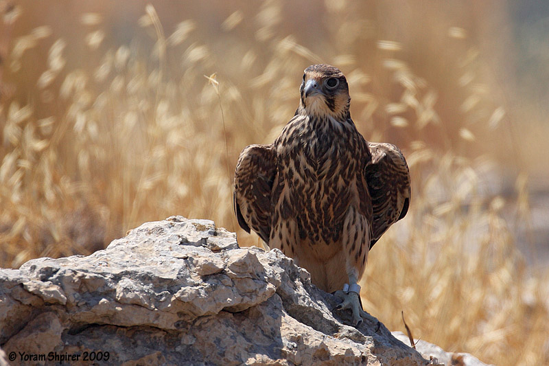 Lanner Falcon  9697