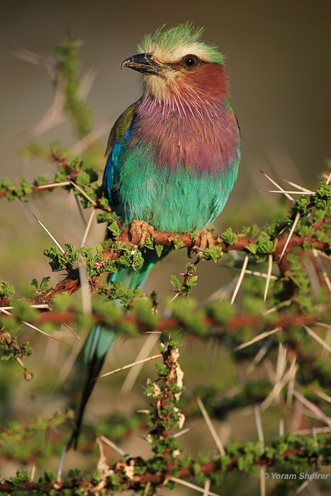 LILAC-BREASTED ROLLER  KENYA 2006