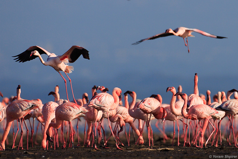 LESSER FLAMINGO