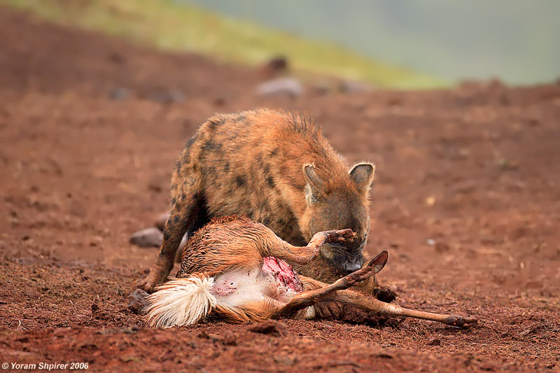 Hyena kil Bushbuck 7