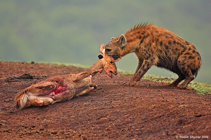 Hyena kil Bushbuck 11