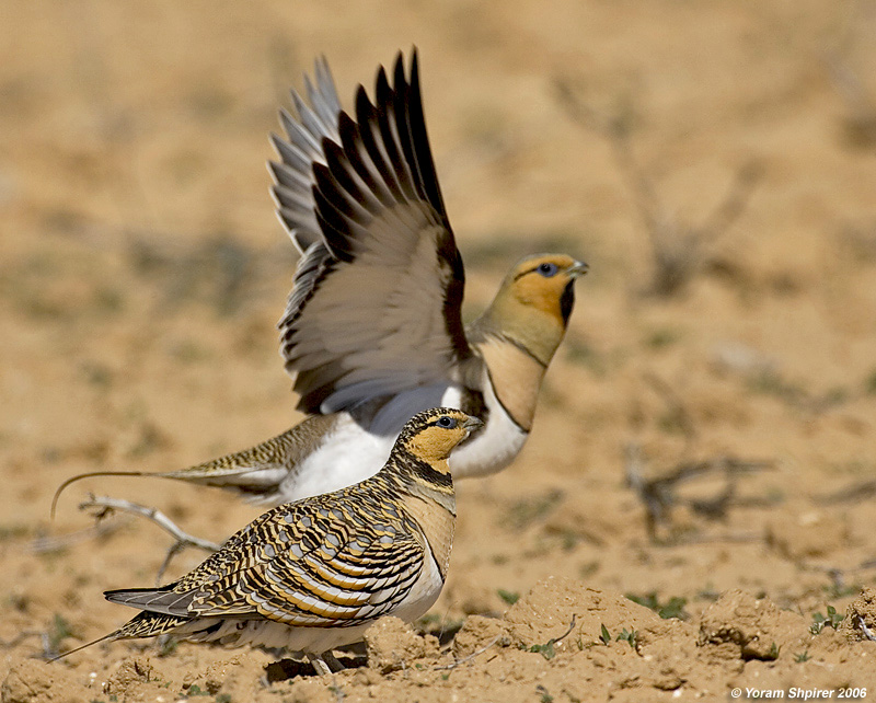 Pin-tailed Sandgrouse