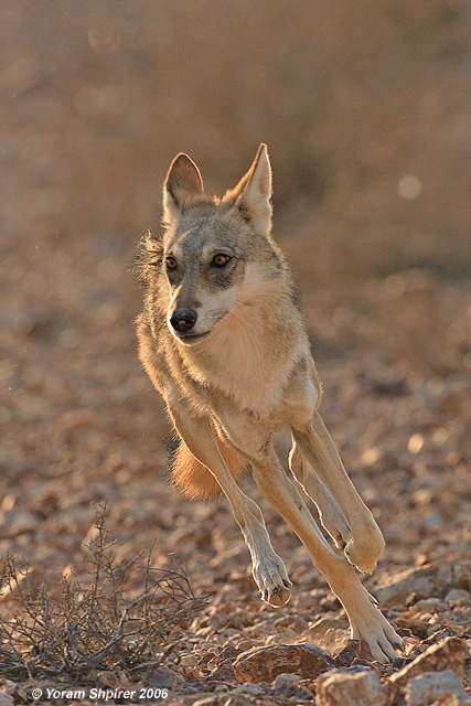 Wolf