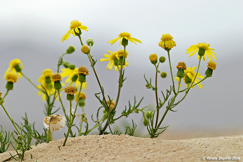 Groundsel