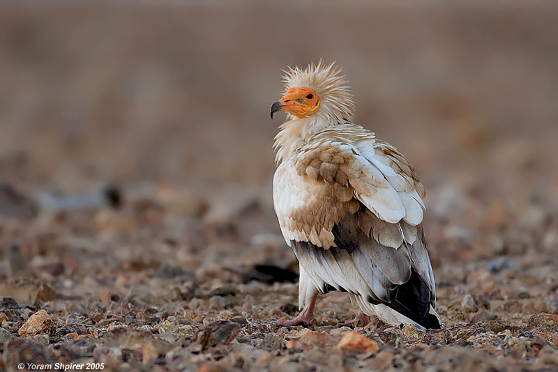 Egyptian Vulture