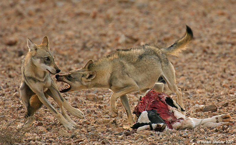 Wolves