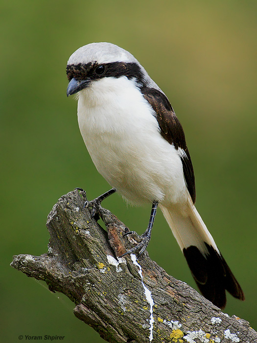 GREY -BACKED FISCAL KENYA 2006