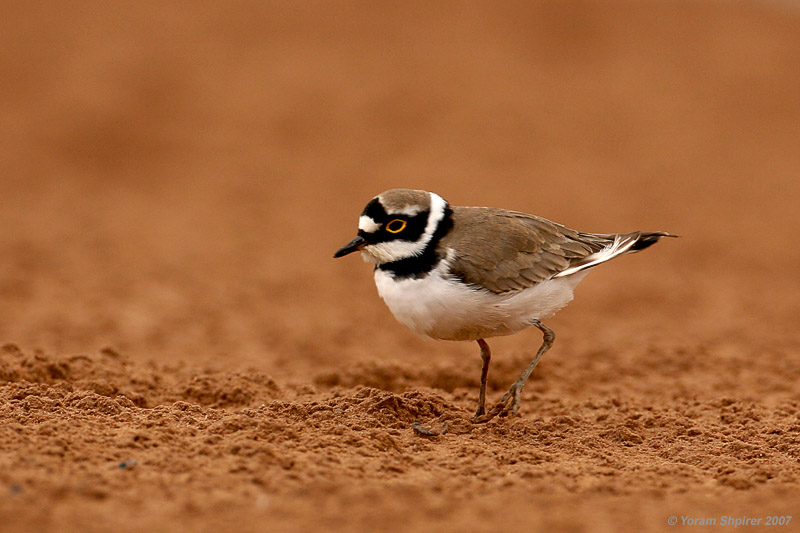 Little ringed plover