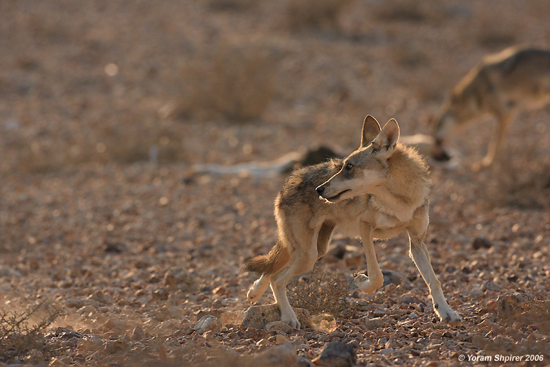 Wolves