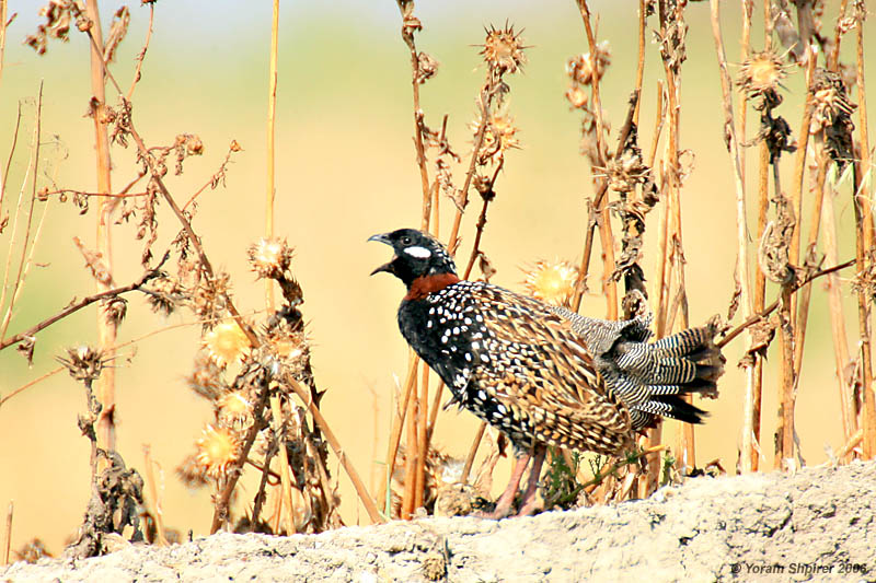 Black Francolin