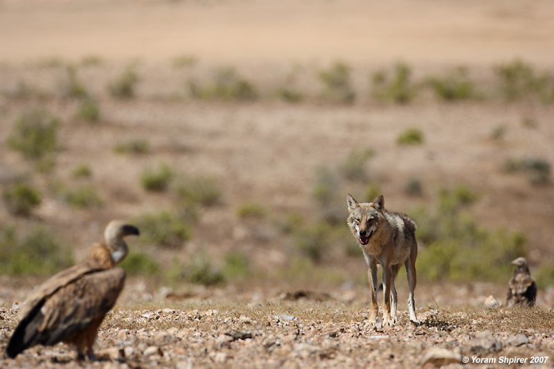 Wolf and  Griffon Vulture