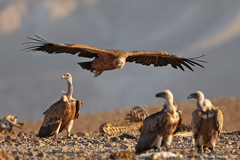 Griffon Vultures