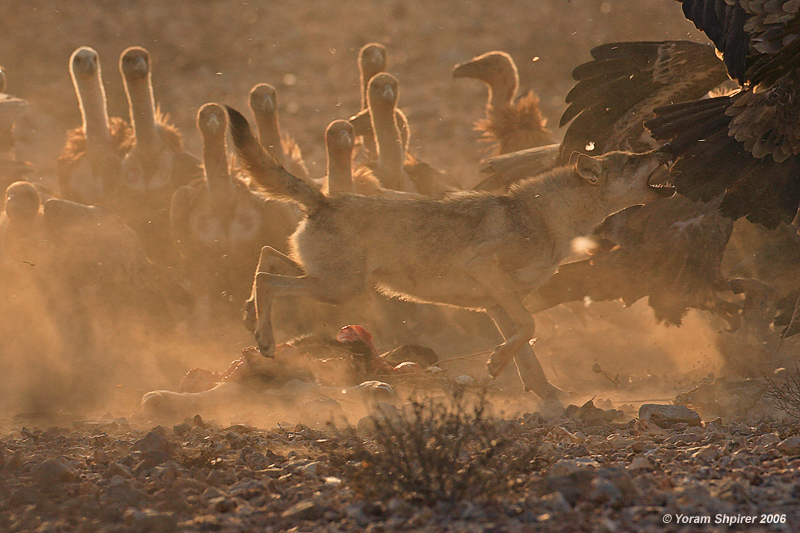 Wolf and  Griffon Vultures