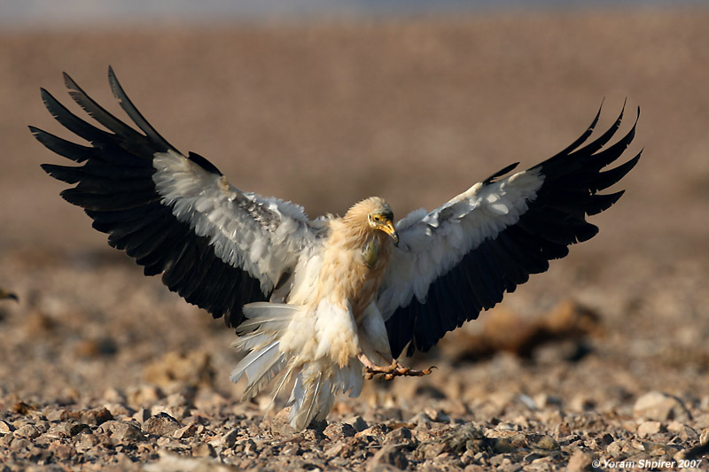 Egyptian Vulture