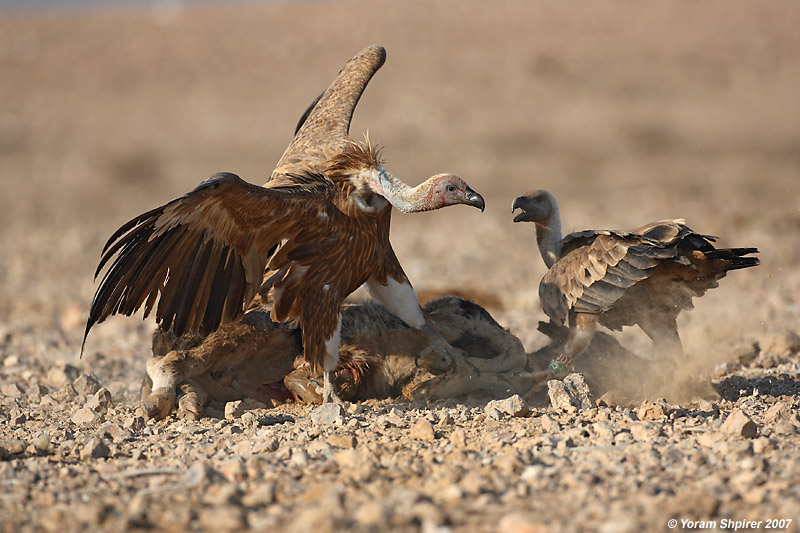 Griffon Vultures