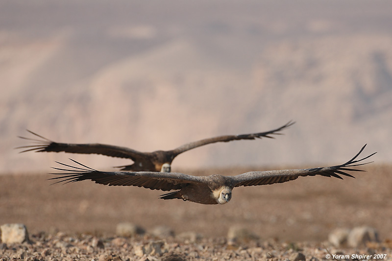 Griffon Vultures
