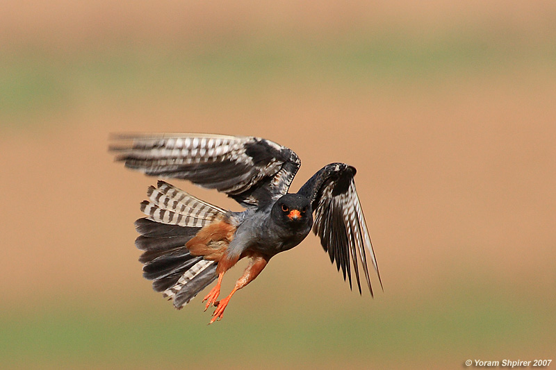 Red-footed Falcon (Male)