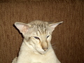 Katt Kompisar/ Cat friends