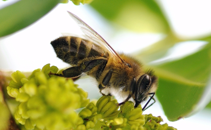 bee at work